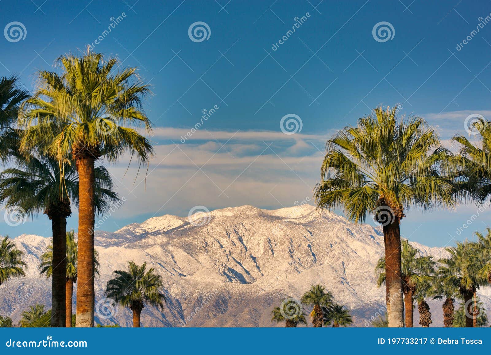 Palm trees in the foreground with snow-capped mountains in the background.